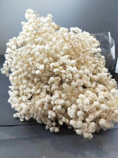 Tørket baby breath, kremhvit